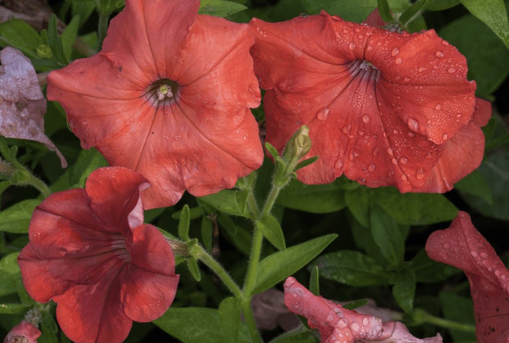 Petunias